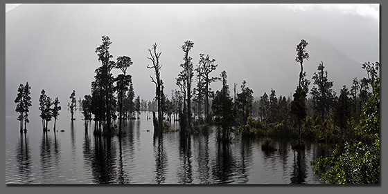 NZ Photo Tours Safaris